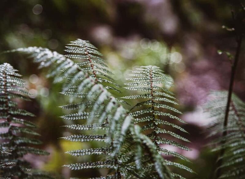 Te Anau: Lake Marian Guided Day Hike with Lunch - Exploring the Lakes’ Southern Shore and Lunch