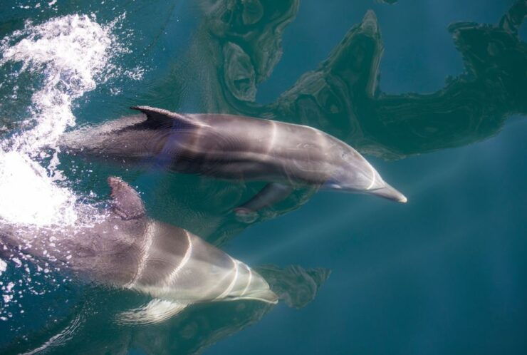 Te Anau: Milford Sound Bus, Cruise, Observatory, & Lunch - Duration and Availability of the Activity