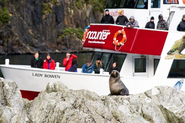 Te Anau: Milford Sound Bus, Cruise, Observatory, & Lunch - The Sum Up