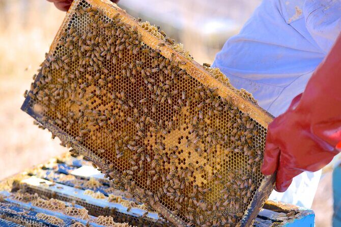 Te Mata Explorer Private Tour from Napier Cruise Port - Good To Know