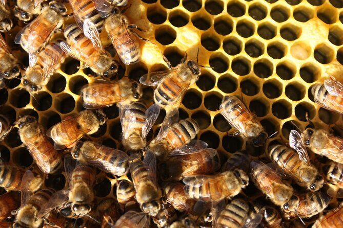 Te Mata Explorer Private Tour from Napier Cruise Port - What Makes This Tour Stand Out?