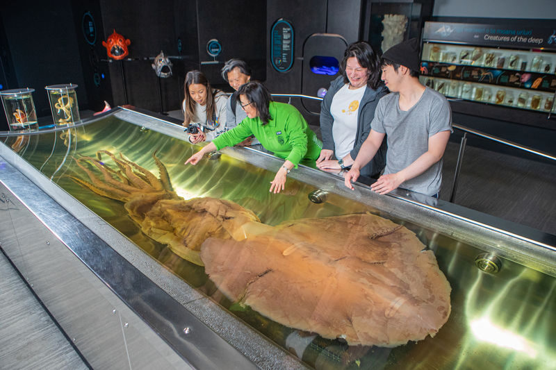 Te Papa Museum in Wellington - Give Gallipoli time, not just a quick look