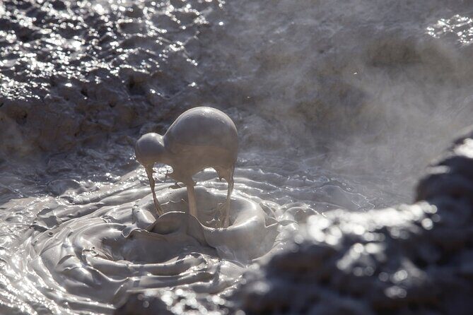 Te Puia Geothermal, Kiwi and Mori Art - Discovering Te Puia, Kiwi, and Maori Art in Tauranga