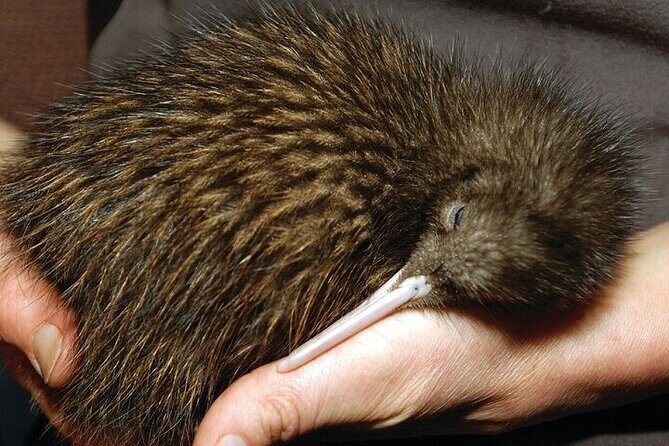 Te Puia Geothermal Valley - Rotorua - Good To Know
