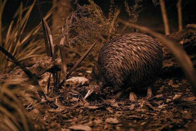 Te Puia: Tuku Iho Trail - Frequently Asked Questions