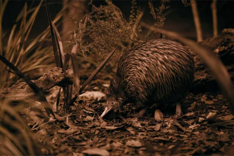 Te Puia: Tuku Iho Trail with Cultural Show - Authentic Insights from Reviewers