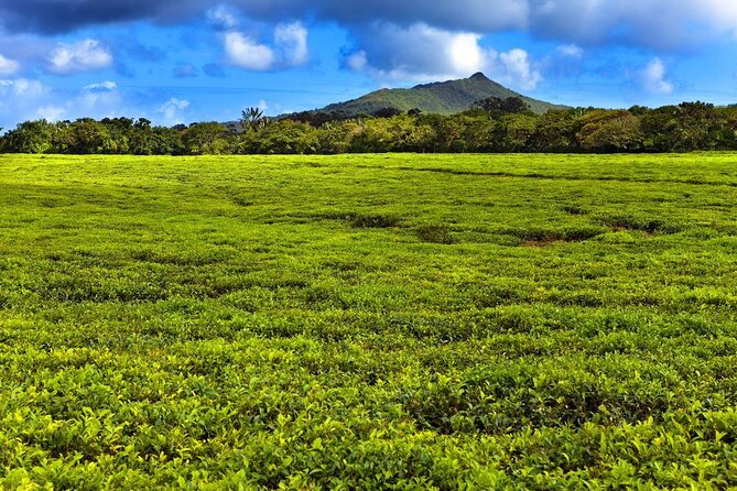 Tea and Culture Route - Reviews
