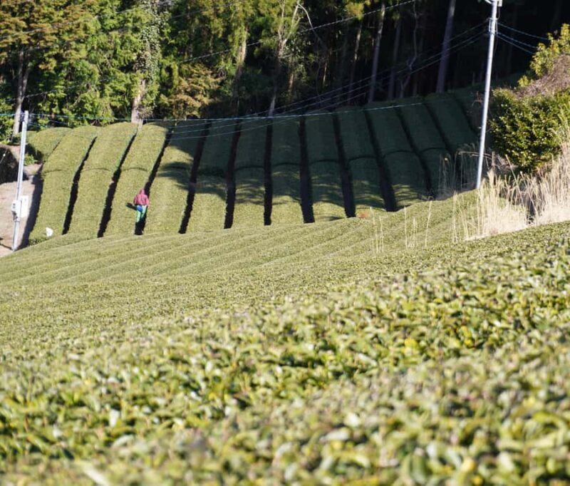 Tea Ceremony Experience - Who Will Love This Tour?