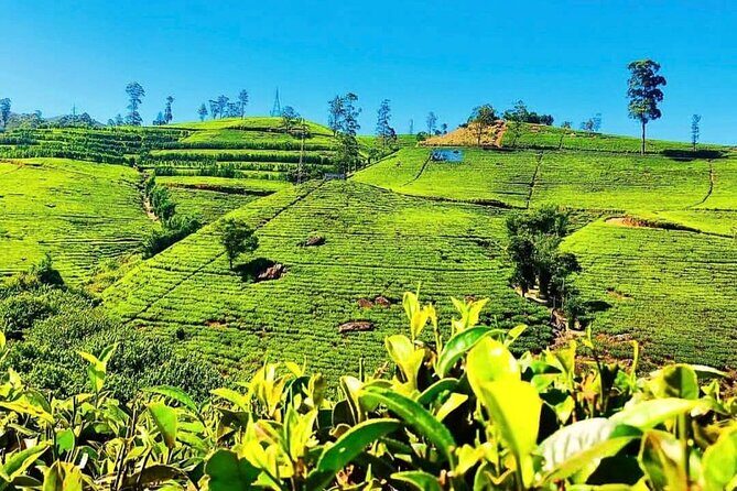 Tea Country Day Tour from Kandy - Nuwara Eliya - Good To Know