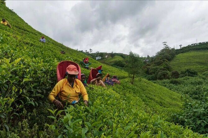 Tea Country Day Tour from Kandy - Nuwara Eliya - Why We Like This Tour