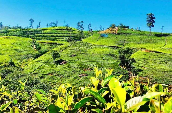Tea Country Day Tour from Kandy - Nuwara Eliya - FAQs