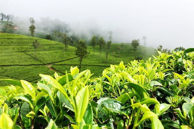 Tea Experience Tour in Haputale with Lunch at a Village house - The Itinerary Breakdown: What to Expect