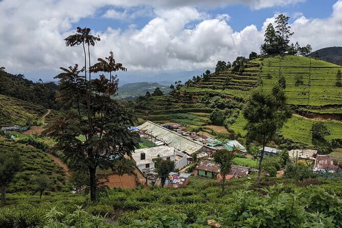 Tea Experience Tour in Haputale with Lunch at a Village house - Final Thoughts: Is It Worth It?