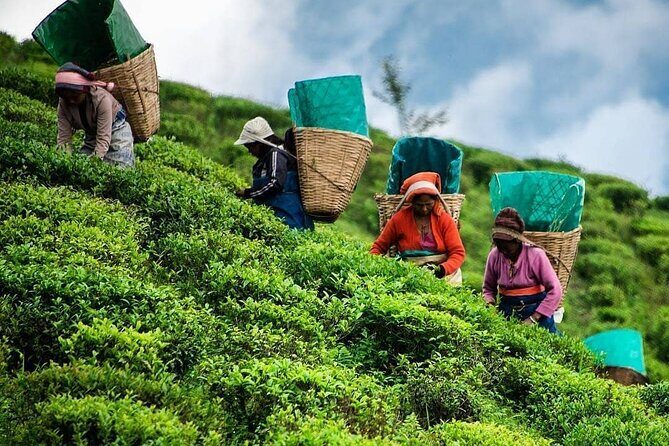Tea Fields & Factory Tour - Why This Tour Offers Great Value