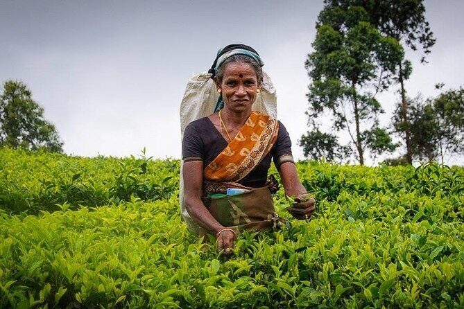 Tea Fields & Factory Tour - Overall Value and Practical Details