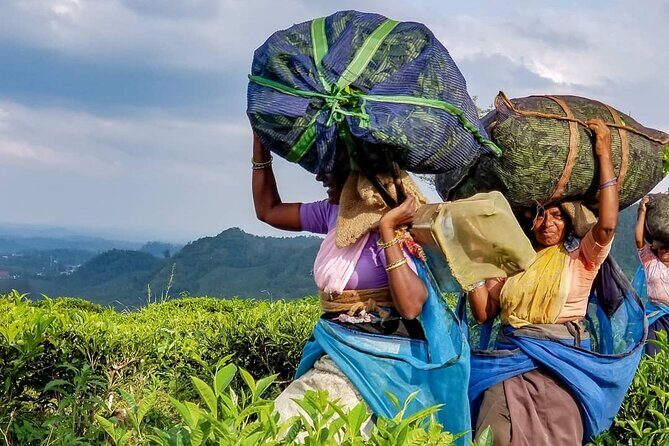 Tea Fields & Factory Tour - Who Will Love This Tour?