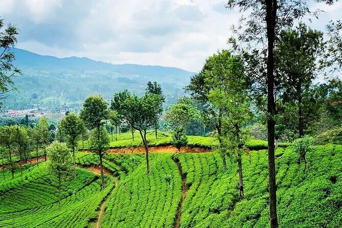 Tea Fields & Factory Tour - FAQs