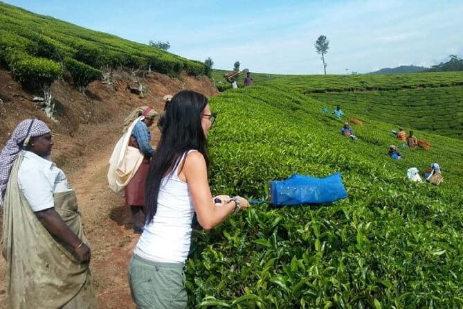 Tea planation walking In Munnar- (by Munnar Info) - Discover Authentic Tea Garden Walking in Munnar: An Honest Review