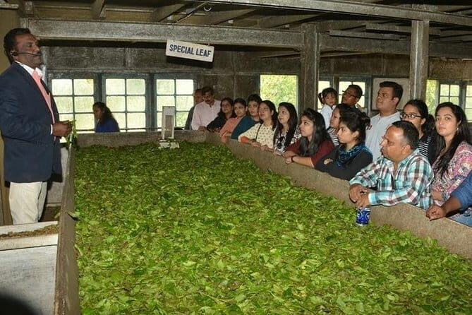 Tea planation walking In Munnar- (by Munnar Info) - An In-Depth Look at the Tea Plantation Walking Tour in Munnar