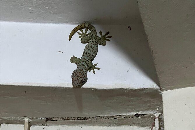 Tea Plantation and Rainforest Tour with Tribal Life in Sreemangal - Good To Know