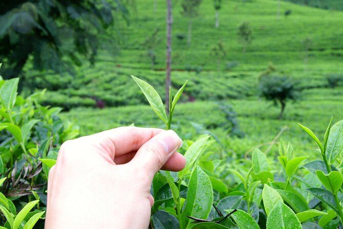 Tea Plantation Tour in Ella, Sri Lanka - Cancellation Policy