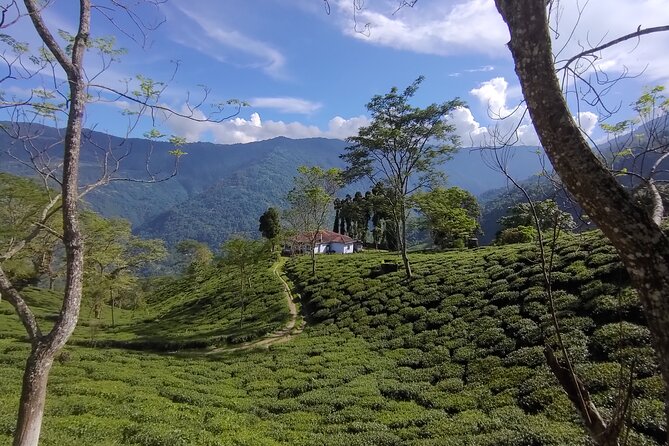 Tea Pluckers Day - Tour Inclusions