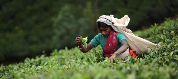 Tea Plucking and Tea Factory: Visit From Kandy - The Journey to Pedro Tea Factory