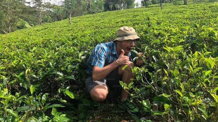 Tea Plucking and Tea Factory: Visit From Nuwara Eliya - Experience Highlights