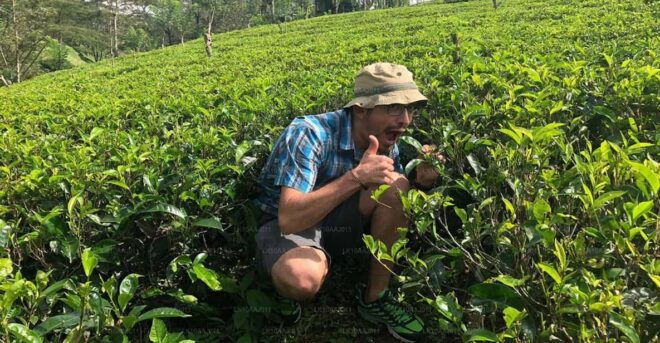 Tea Plucking and Tea Factory: Visit From Nuwara Eliya - Guided Tour Details