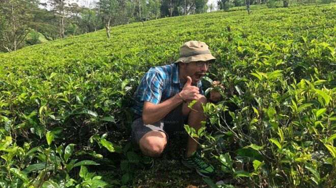 Tea Plucking and Tea Factory: Visit From Nuwara Eliya - Tea Factory Insights