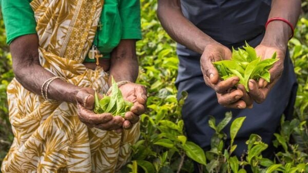 Tea Plucking and Tea Factory: Visit From Nuwara Eliya - Tips for a Memorable Visit