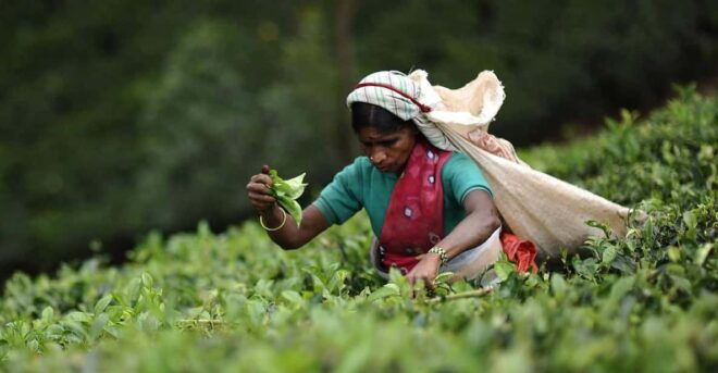 Tea Plucking & Tea Factory: Private Tour From Nuwara Eliya - Included Amenities