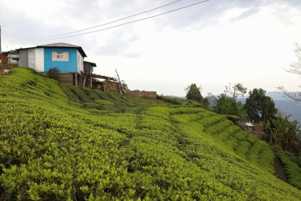 Tea Plucking & Tea Factory: Private Tour From Nuwara Eliya - Touring the Tea Factory