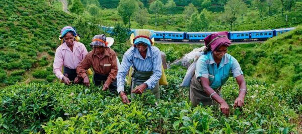 Tea Plucking & Tea Factory: Private Tour From Nuwara Eliya - Tea Tasting Session