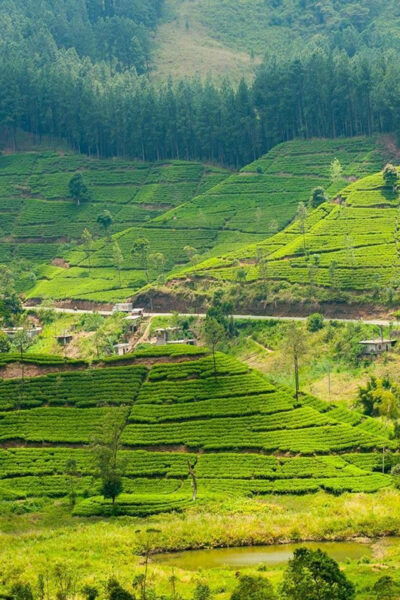 Tea Plucking & Tea Factory: Private Tour From Nuwara Eliya - Exploring the Tea Shop