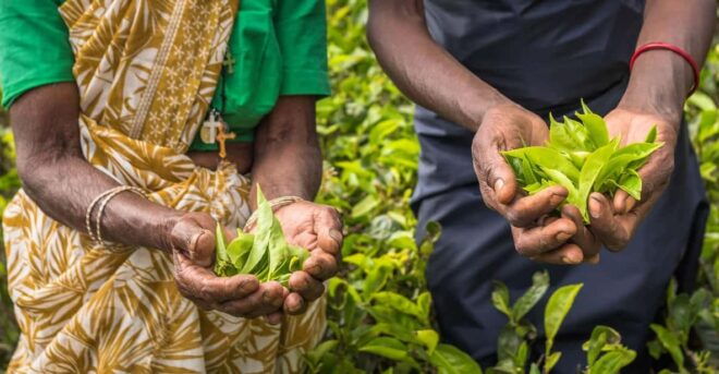 Tea Plucking & Tea Factory: Tour From Kandy - Tea Plucking Experience