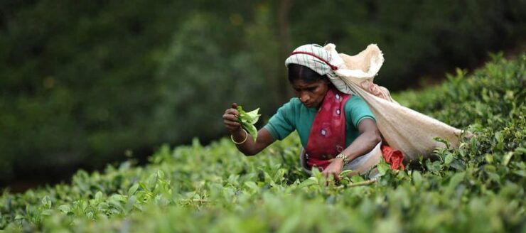 Tea Plucking & Tea Factory: Tour From Nuwara Eliya - Itinerary Highlights