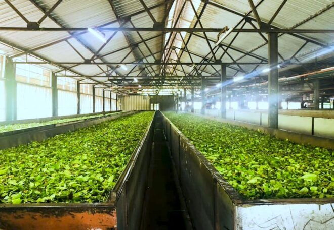 Tea Plucking & Tea Factory: Tour From Nuwara Eliya - Experience Tea Plucking