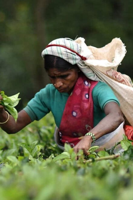 Tea Plucking & Tea Factory: Tour From Nuwara Eliya - Visit to Pedro Tea Factory