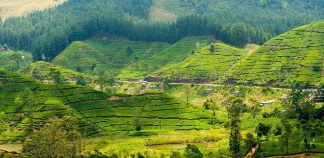 Tea Plucking & Tea Factory: Tour From Nuwara Eliya - Tea Tasting Experience