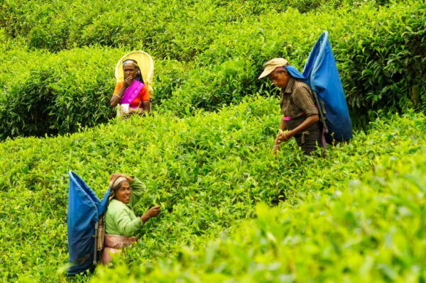Tea Plucking & Tea Factory: Tour From Nuwara Eliya - Important Preparation Tips