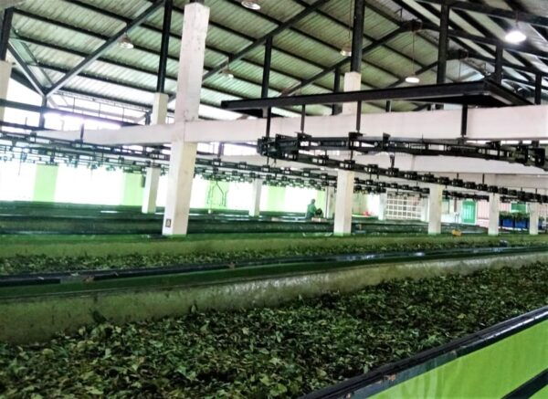 Tea Plucking & Tea Factory: Tour From Nuwara Eliya - Frequently Asked Questions