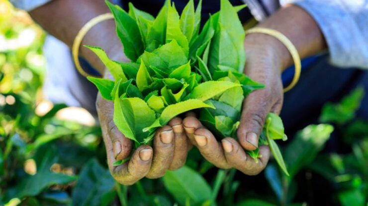 Tea Trail of Nuwara Eliya - Tea Cultivation in Nuwara Eliya