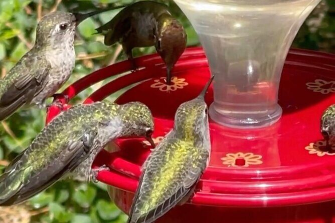 Tea with hummingbirds at a Hummingbird Sanctuary - Good To Know