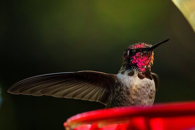Tea with hummingbirds at a Hummingbird Sanctuary - Practical Details and Value