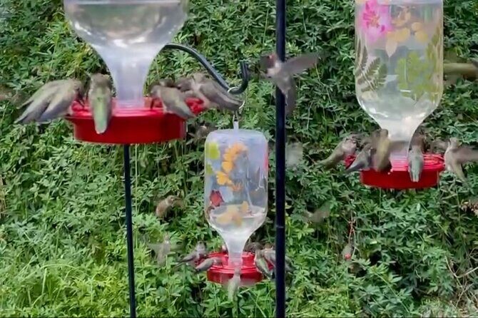 Tea with hummingbirds at a Hummingbird Sanctuary - Authentic Insights from Reviewers