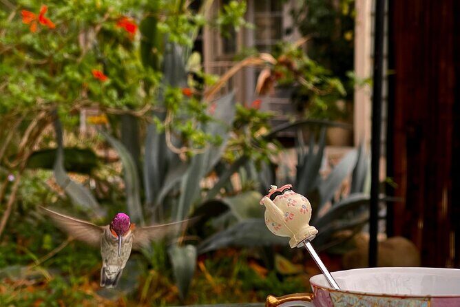 Tea with hummingbirds at a Hummingbird Sanctuary - Who Should Consider This Tour?