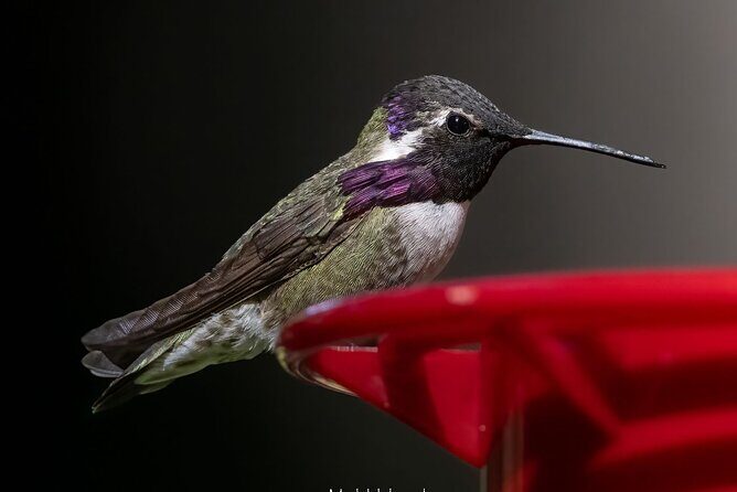 Tea with hummingbirds at a Hummingbird Sanctuary - The Sum Up