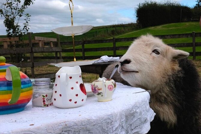 Tea With Naughty Sheep - Interacting With Friendly Sheep