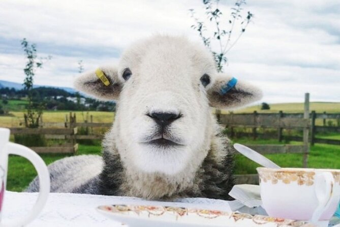 Tea With Naughty Sheep - Indulging in Traditional Tea Treats